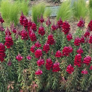 Meet your Posher, Layne